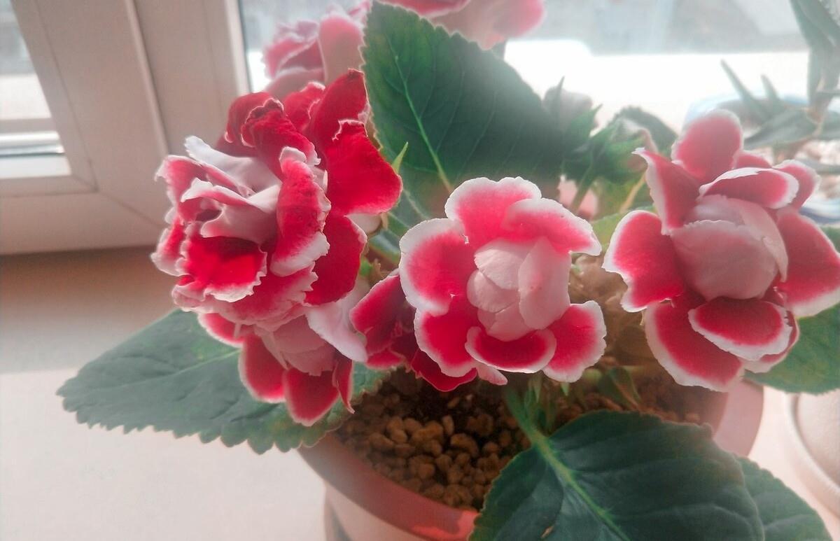 想要窗台美美哒，8种花草养起来，一晒就开花