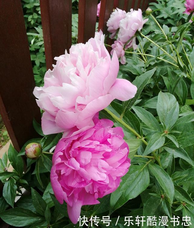 图片|漂亮的花卉图片欣赏