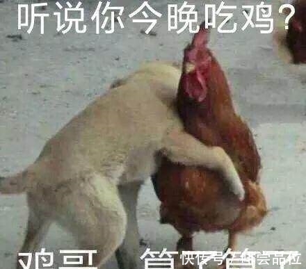 饲养员|怎么知道一只猪快不快乐?“猪脸识别”了解一下