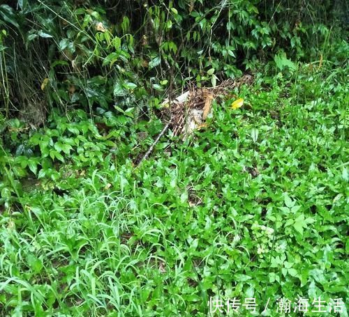 火草|它被称为“痰火草”，化痰消炎效果好，野外遇见，请别错过