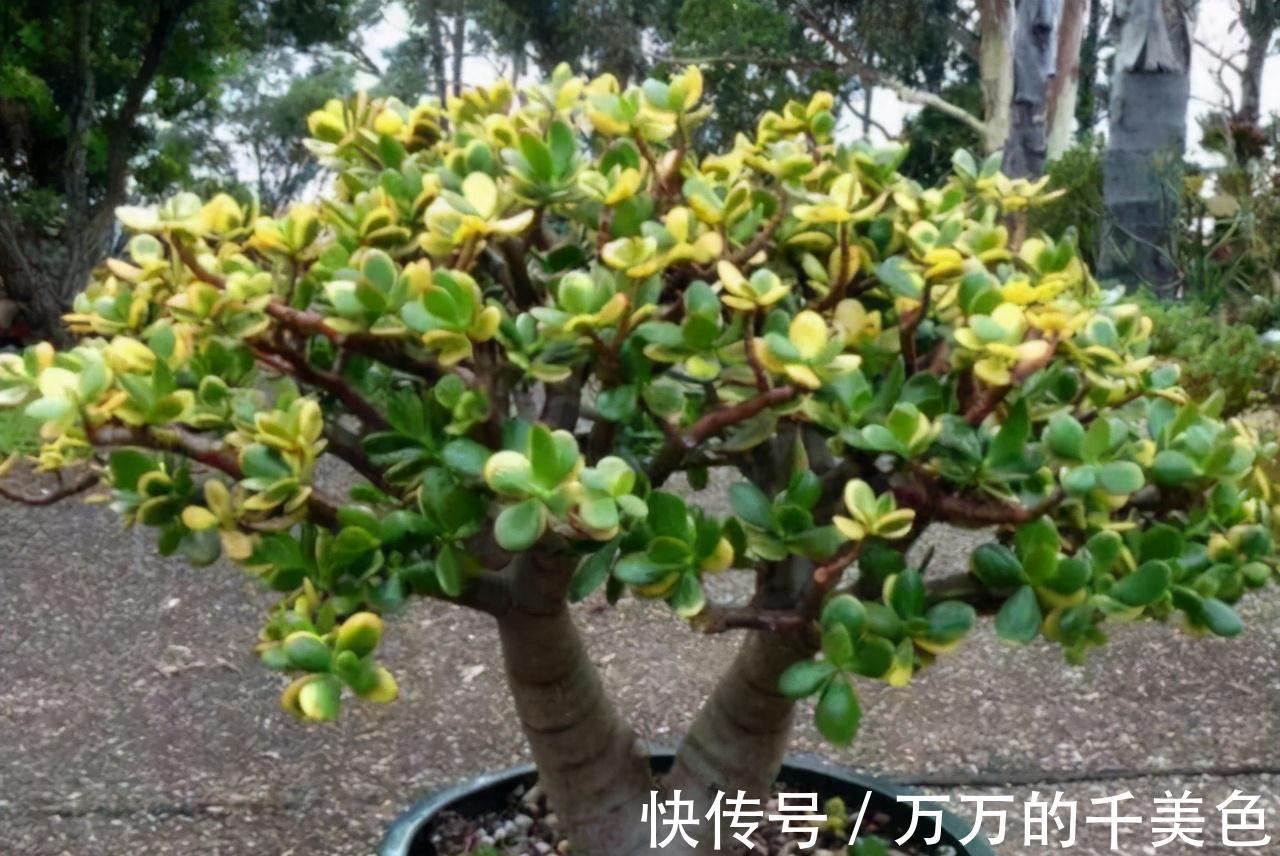 老桩|张大爷养的玉树,二三年全都成老桩,有些还开出漂亮的花,值钱了