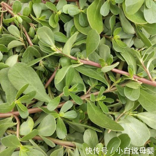 土方|土豆片+黄鳝汤治痔疮堪称一流?用这个方法,8年老痔疮成功除根