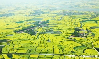 春季旅游好去处，四大油菜花景点