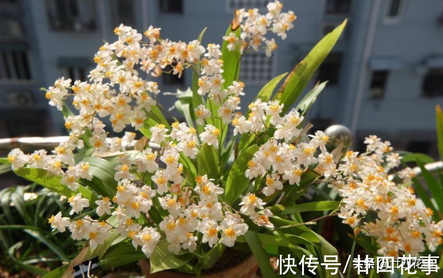 秋冬养盆“吉祥兰”，春节开花百朵！比国兰好度夏，新手也能养好