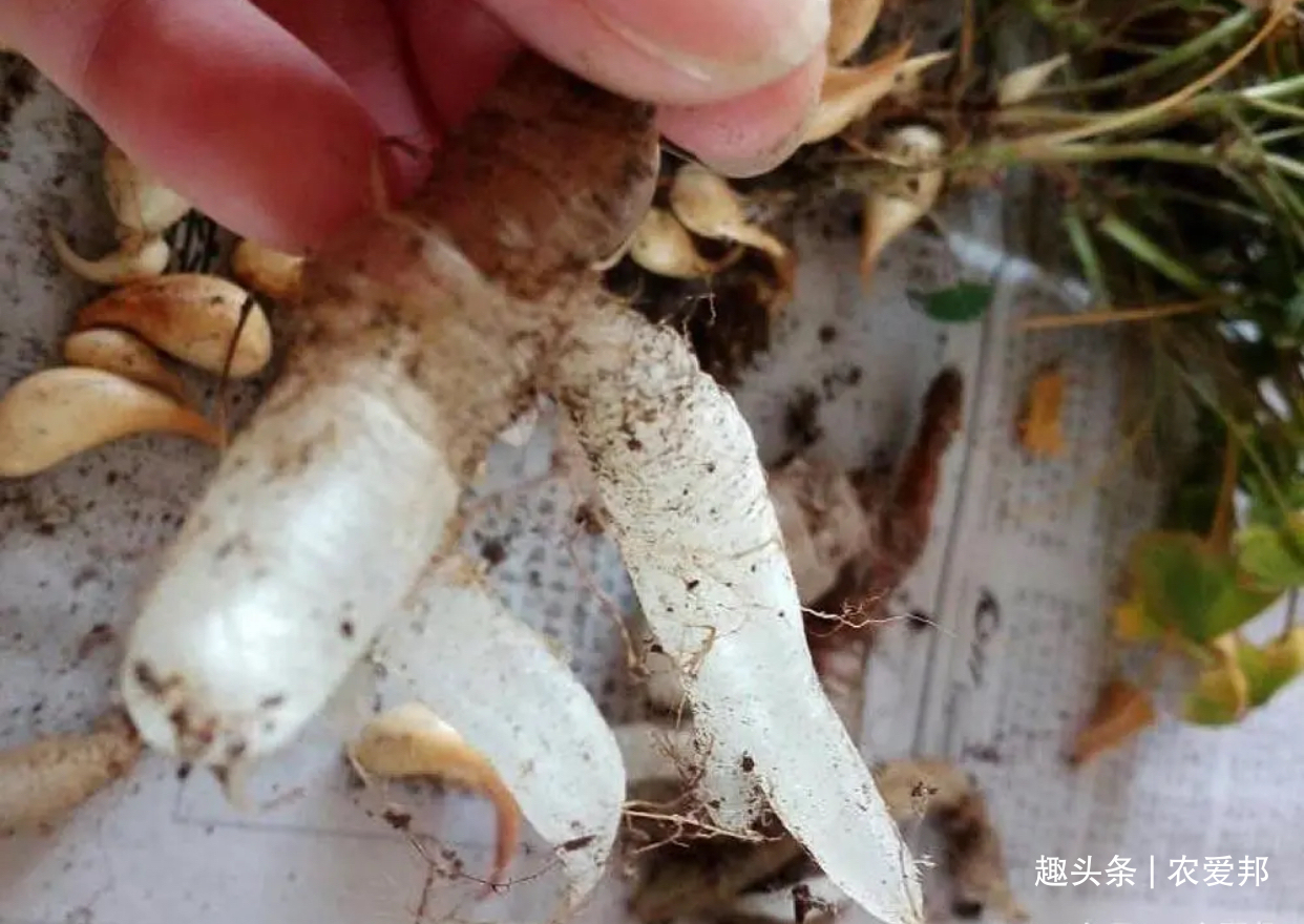 农村娃|农村这种植物除了叶子能吃以外,它的根也能吃,儿时的美味!