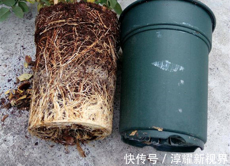 刚买的栀子花,养护“别大意”,一盆水浇下去,花苞全落地!