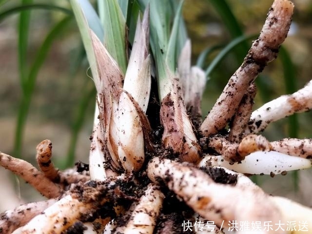 兰花怎么修剪整容三步骤三注意,兰友掌握就不难