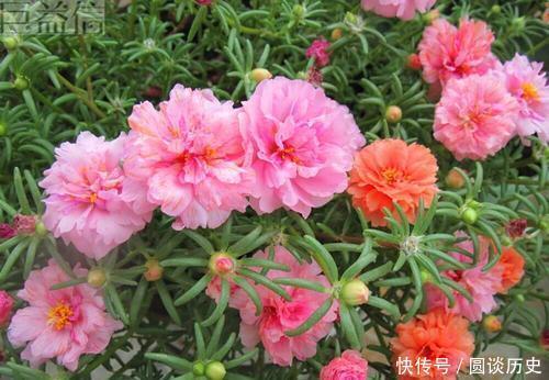 开春种上4种花,几粒种子撒土里,一开花就惊艳了时光!