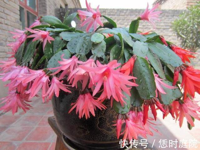 果皮|“嘴馋”的蟹爪兰,就喜欢2种酸,浇一点蹭蹭长,花期早开花