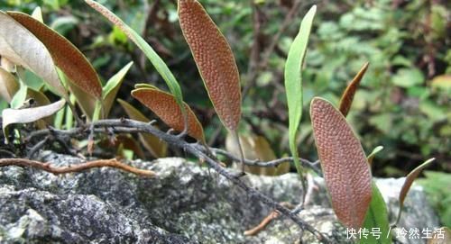 神农尝百草|藏在墙缝里的一颗野草,俗称穷人的“降压药”,一斤只要2块钱!