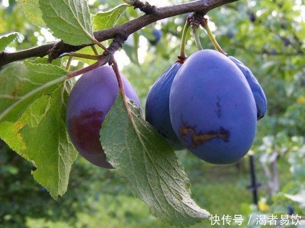 寒冷冬日,不妨多吃三种食物,强健血管,增强抵抗力