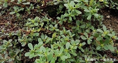 二羟乙胺|这三大野菜，看着是草，吃着是宝，清热解毒、润肺止咳、降低血压