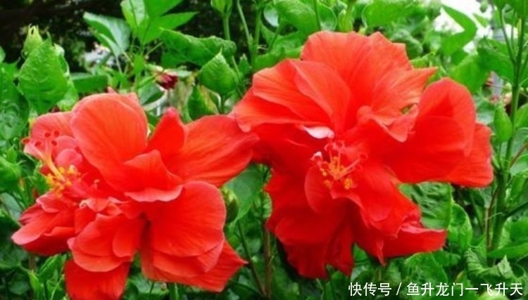 适合冬天养护的4种花,花朵硕大花量大,美轮美奂