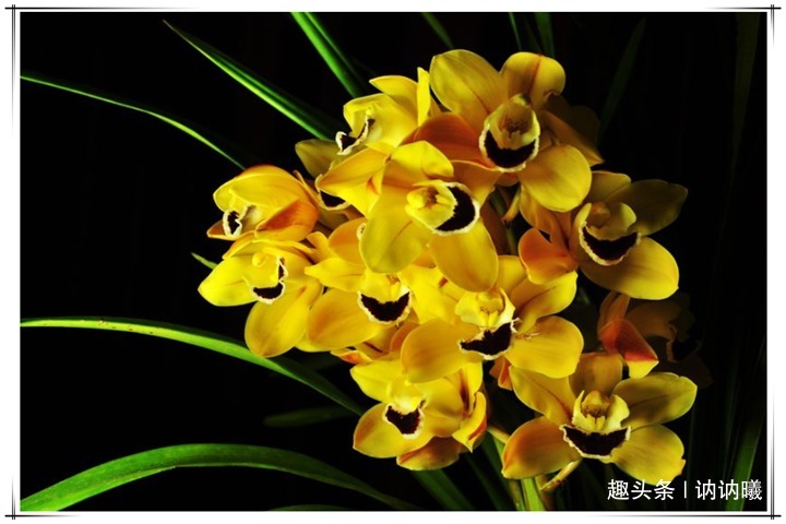 养5年兰花不开花咋整别着急,老花农教你1招,花开爆盆太简单