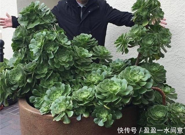 相见恨晚的多肉爆盆法,试一次爆一盆,赶紧用一用!