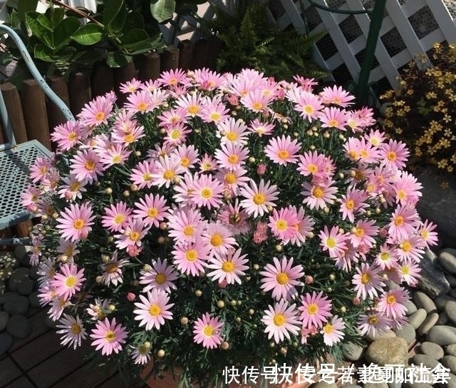 花海|这5种花很好养,浇水就行,有阳光就爆花,阳台变花海!