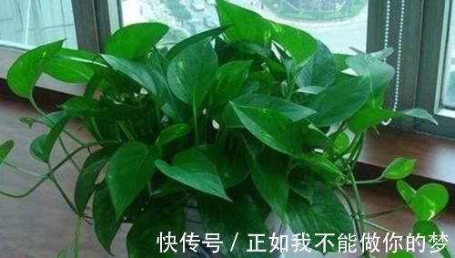琴叶榕|家养3种花,带走甲醛、二手烟,净化空气,不易生病好养护