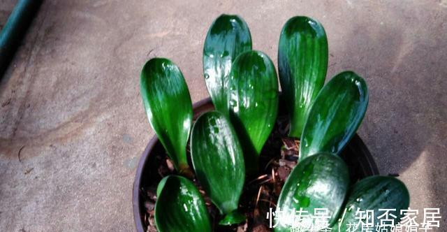 君子兰|君子兰一叶苗的栽培法,详细过程描述,只需要注意这几点就行