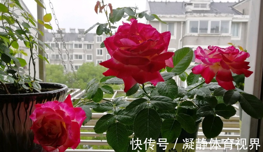 喜欢月季,挑这3样微型种盆栽,搁阳台养眼,打理难度低