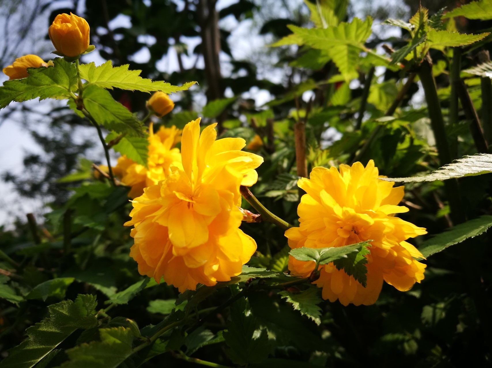 此花代表了一种尊贵的地位,观赏价值极高,象征着高贵和尊贵