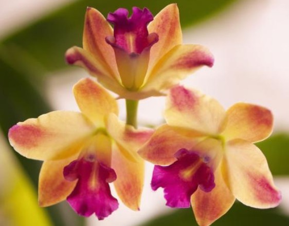 养花就养“兰花之王”,雍容华丽、娇艳多变,一年四季都开花