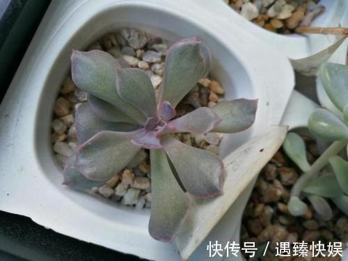 多肉叶片“发软”怎么办浸盆晒太阳，轻松就解决！