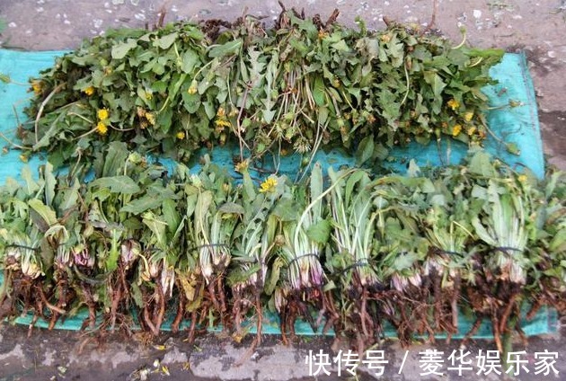 自己晒的蒲公英喝着放心老中医再次提醒,答案或和你想的不一样