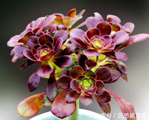 法师|多肉黑法师怎么养教你3个小妙招,养出乌黑油亮的黑法师