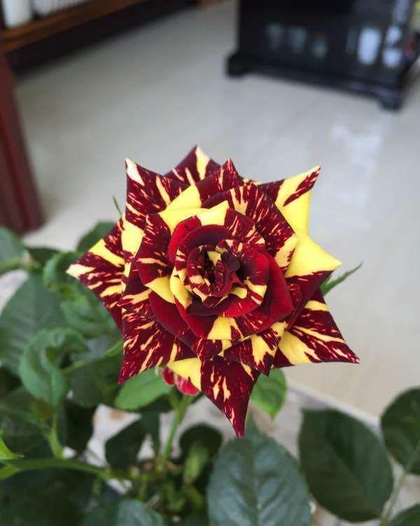 牵牛花|从9月14日开始，家养此款花卉，花朵迷人，阵阵花香