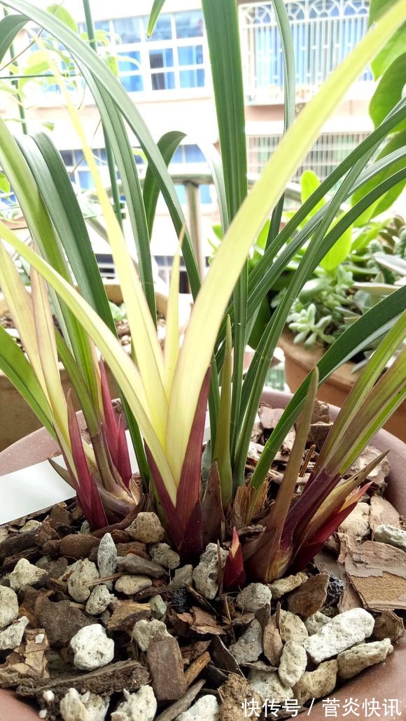 秋天给兰花换盆,盆底垫层“废料”,蹭蹭长出大白根!