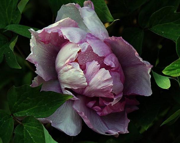 暗处|家里“3种花”不能见光,放暗处“摆好”,叶片油亮、花儿开得旺