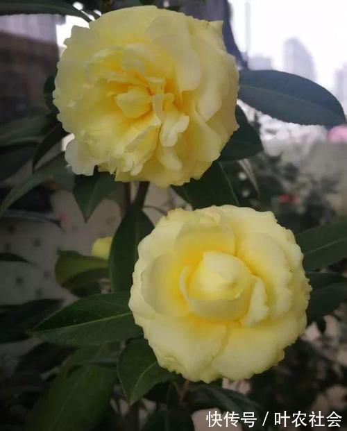 此花是中国传统名花，颜值不输牡丹月季，是家庭盆栽佳品！