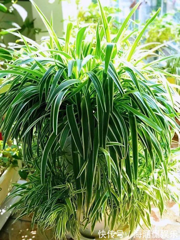 阴凉处|君子兰、多肉秋天“砍一刀”，1次冒出10个芽，几个月养爆盆