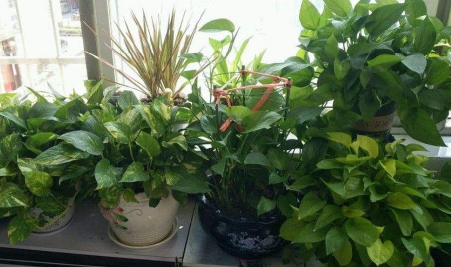 为什么说“一棵绿萝七个鬼”绿萝养在家里到底好不好