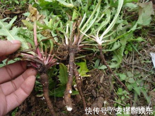 肝脏|农村人当草,城里人当宝,“天然的解毒王”,让肝更“年轻”!