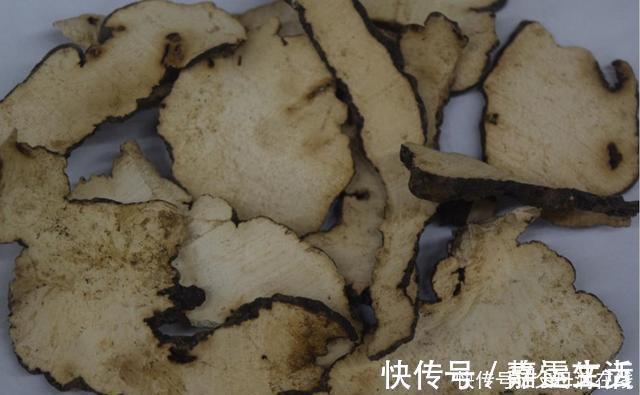 猪苓|有一味中药取名不太雅，善于利水祛湿，去湿气诸药“无如此快”