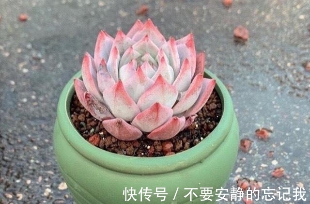 粉蓝鸟,想要养出极致的状态,比的不是技术而是狠劲,一点不夸张