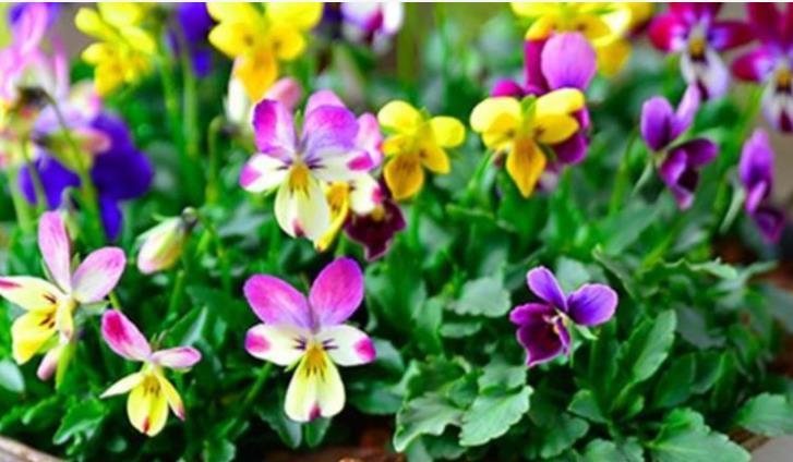 此款花卉便宜又好养，丢到阳台，开花漂亮花期长，一开就是300天