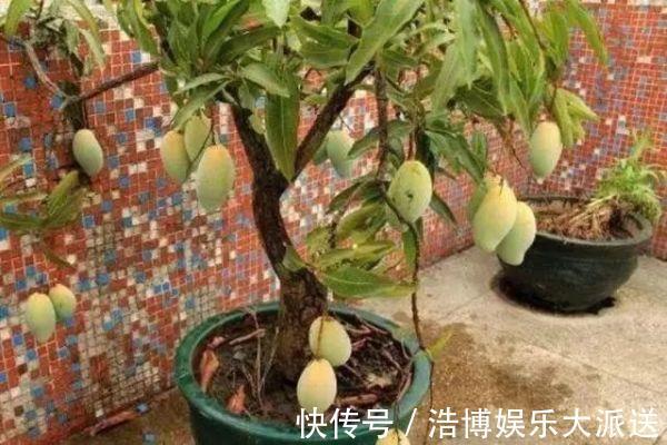 水果|3种“吃不起”的东西,捡“1颗”种子扔盆里,长成小树,结果能吃