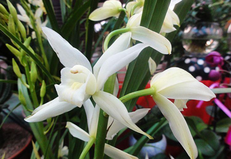 最适合新手养的4种花,花色艳花量大,开花美爆了