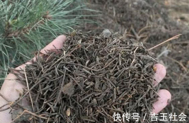 养不好花推荐1个小配方,叶绿花艳长得旺,年年花开效果好