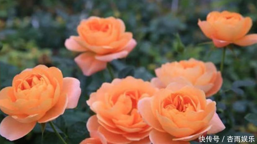 天竺葵|喜欢养花，就选这5种，“扔土里”就活，2月爆满盆，花开满阳台