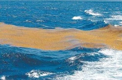 全球独一的“洋中之海”，相当于我们国土面积23，透明度达72米