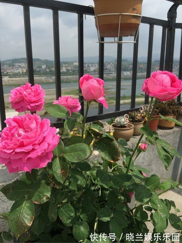 膏腴|4种花是爆盆能手，开起花来拦不住，不用费心，就能长的特别好