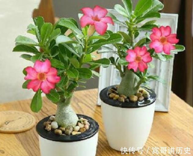 3种花就是“小盆命”,越“挤”长得越健康,不烂根长得旺