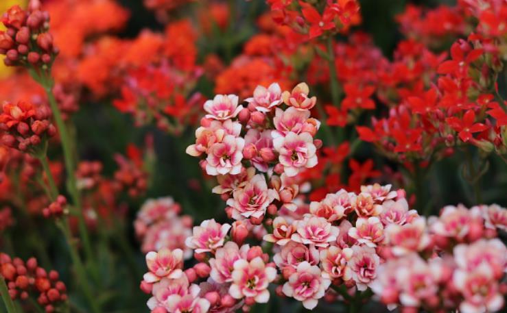 长寿花出现3个“症状”,赶紧拿起剪刀,因为修剪才能“保命”