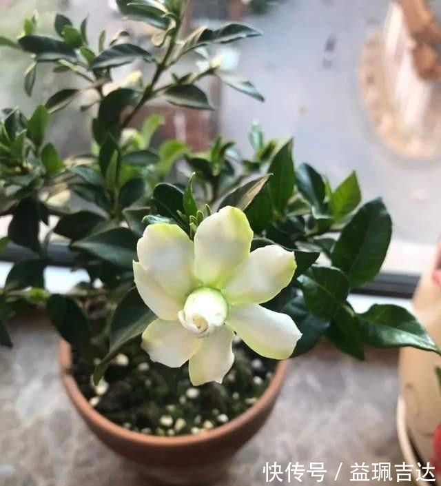 发酵淘米水臭气熏天,里面加点小东西,发酵快没异味,养花真棒