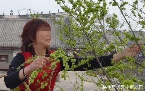 城里人|农村这种树上的叶子能吃,机会难得,城里人可吃不到哦!