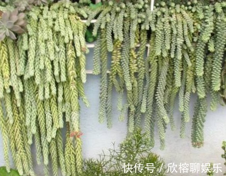 老妈养在家的盆栽，长大后变样，乐坏了