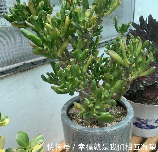 小苗|这花叫马蹄掌,也叫吸财树,寓意“招财进宝”,比多肉还好养